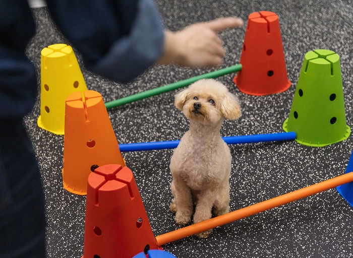 스파크펫-[knollo] 영상 PD (육아휴직 대체 계약직)