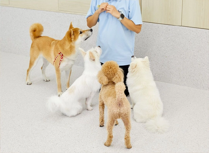 핏펫(Fitpet)-자금 담당자