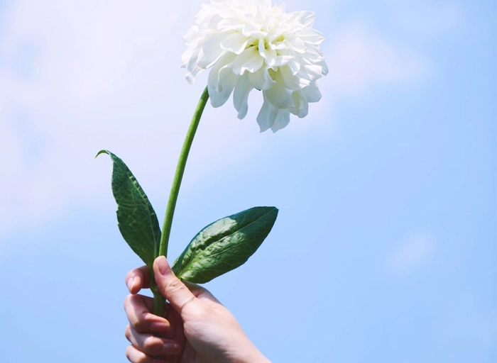 바람인터내셔날(DEAR DAHLIA)-[디어달리아] 재무회계 (3~7년)