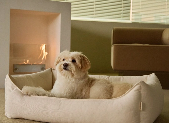 원밀리모어-[인턴] [세이펫/멀리] 반려동물 브랜드 마케터