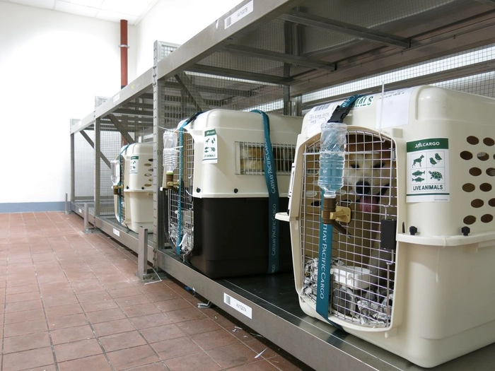 Cathay Pacific Services Limited-IT Services Support Officer