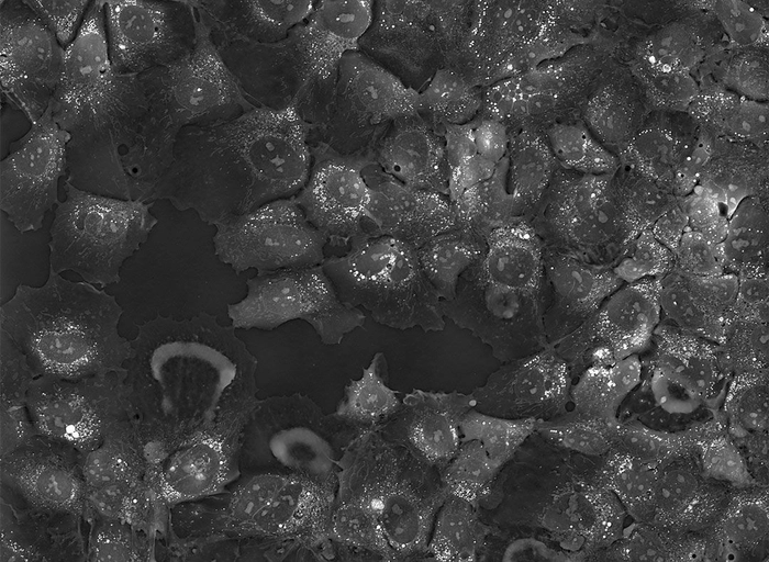토모큐브-하드웨어 엔지니어