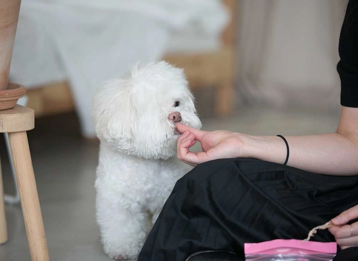 바잇미-반려동물 용품 일본시장 개척 및 관리