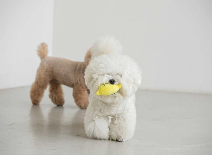 바잇미-반려동물 용품 일본시장 개척 및 관리