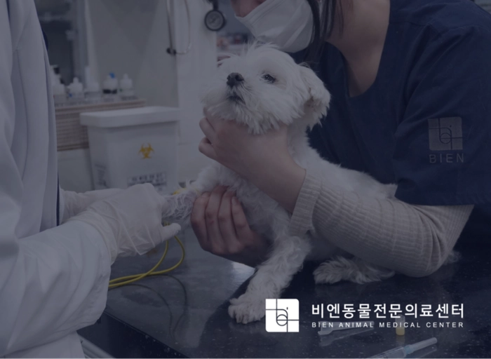 비엔동물전문의료센터-회계 담당자