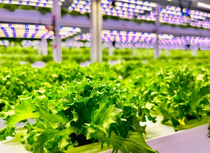 네토그린-SaaS(Smartfarm as a Service) Sales Manager