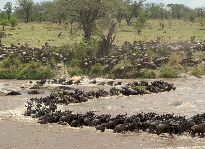 심플사파리(아모트래블)-백엔드 엔지니어