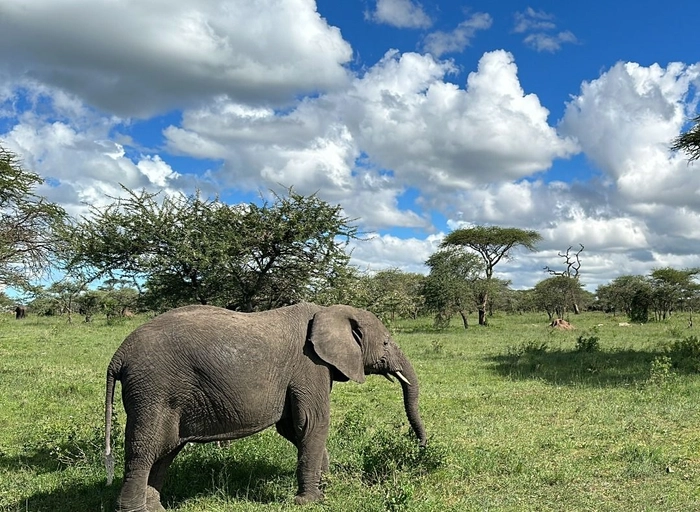 심플사파리(아모트래블)-백엔드 엔지니어