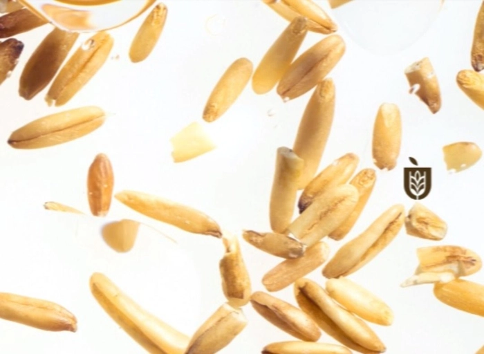 나무컴퍼니-브랜드 디자이너